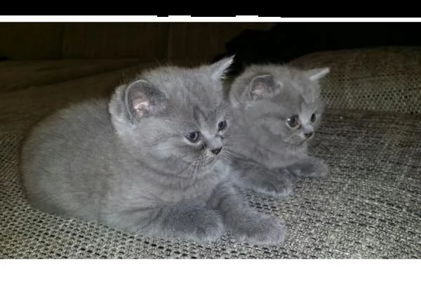 gattini british shorthair 