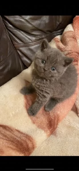 cuccioli di british blue shorthair & blue cream turtle | Foto 2