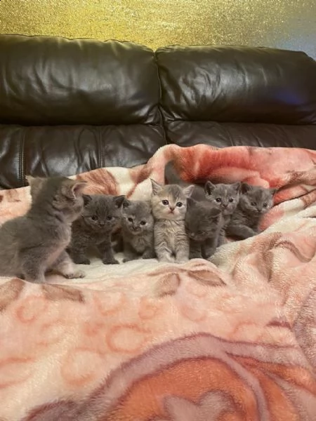 cuccioli di british blue shorthair & blue cream turtle | Foto 1