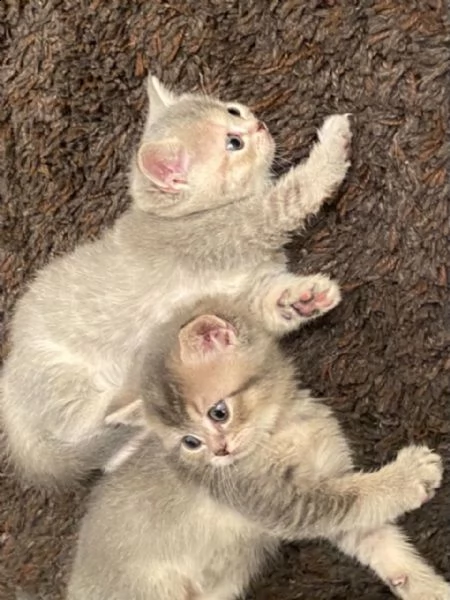 cuccioli di british blue shorthair & blue cream turtle
