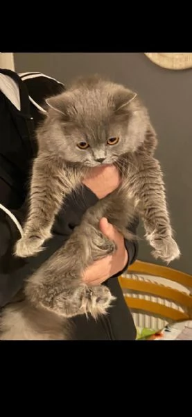 cuccioli di british blue shorthair & blue cream turtle | Foto 0