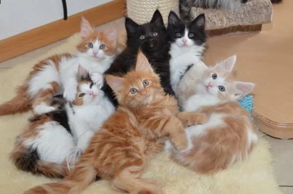 maschi e femmine di maine coon 