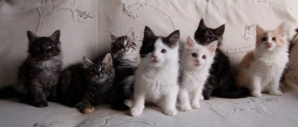 splendidi cuccioli di maine coon