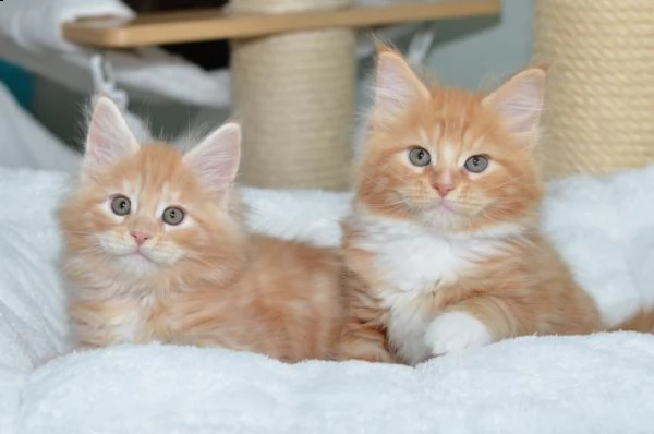 disponibili gattini di pura razza maine coon | Foto 1