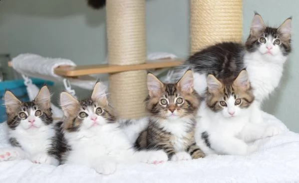 disponibili gattini di pura razza maine coon