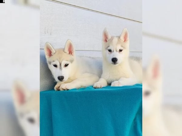 cuccioli di siberia husky