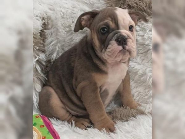 cuccioli di bulldog inglese in vendita | Foto 0