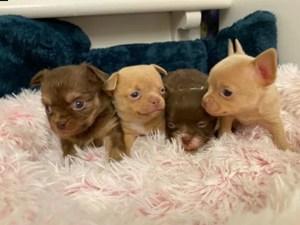 sweet chihuahua puppies chocolate & chocolate creme con pedigree