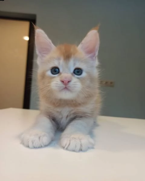 maine coon per adozione 