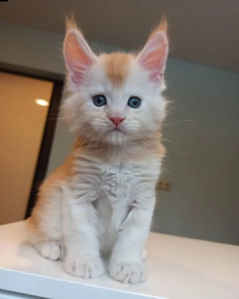 maine coon per adozione  | Foto 6