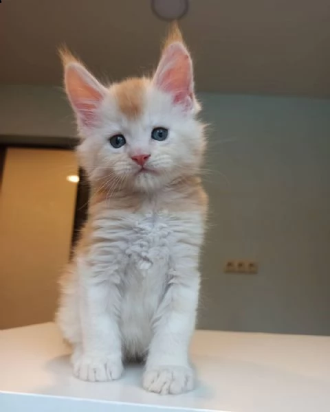 maine coon per adozione  | Foto 4