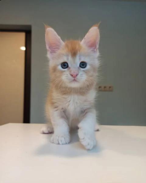 maine coon per adozione  | Foto 2