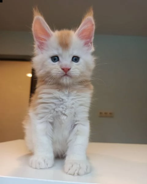 maine coon per adozione  | Foto 1