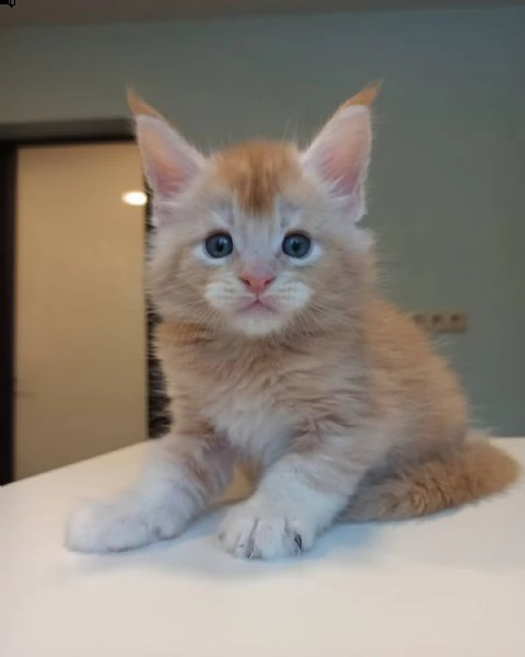 maine coon per adozione  | Foto 0