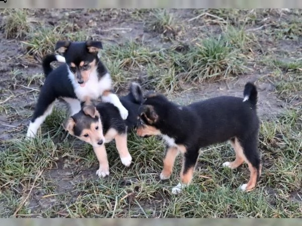 mini pinscher jack russel
