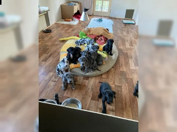 vendita cuccioli di razza great dane