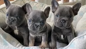 bulldog francese 