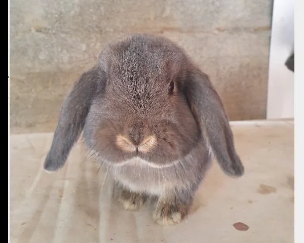 vendo conigli ariete nani fata perlata