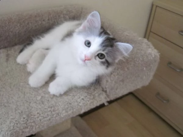 cuccioli siberiani | Foto 2