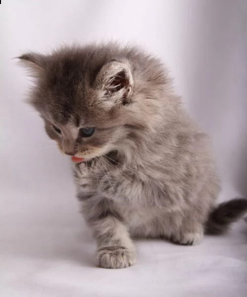 cuccioli siberiani | Foto 1