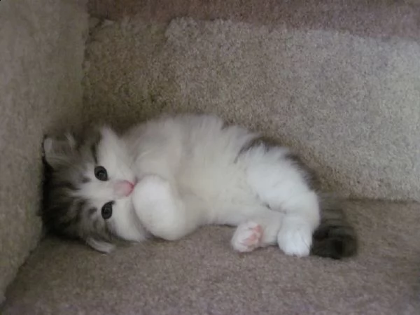 cuccioli siberiani | Foto 0