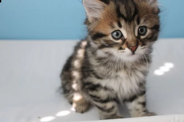 cuccioli siberiani coccoloni | Foto 1