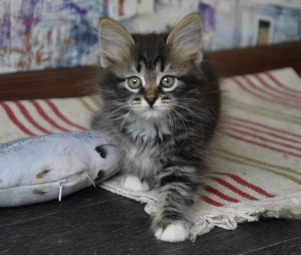 cuccioli siberiani coccoloni | Foto 0