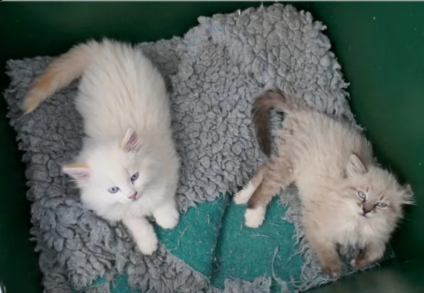 cuccioli siberiani coccoloni