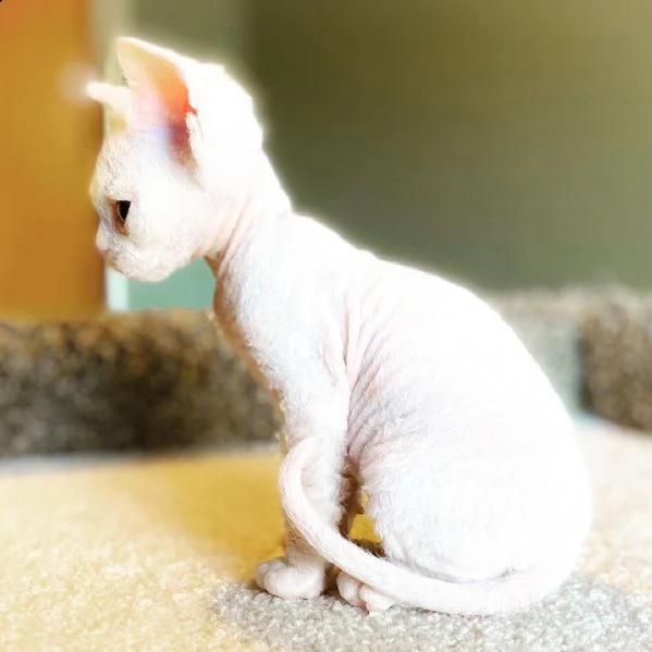 devon rex | Foto 1