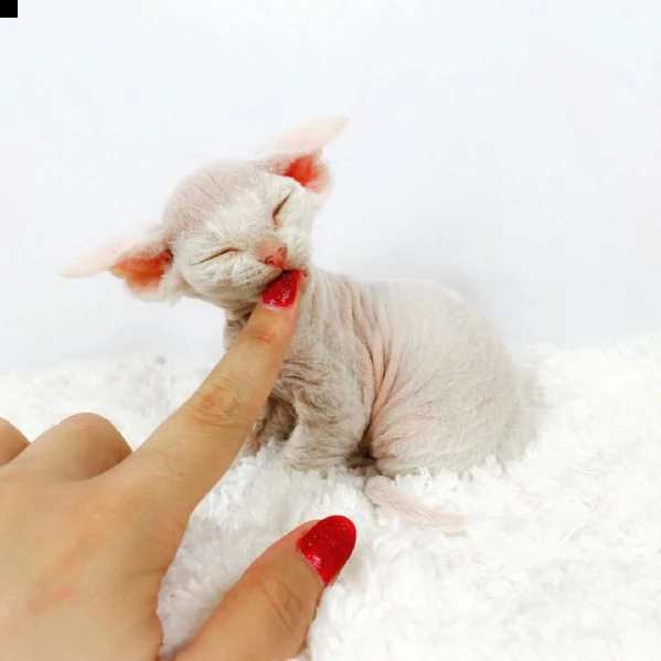 devon rex | Foto 0