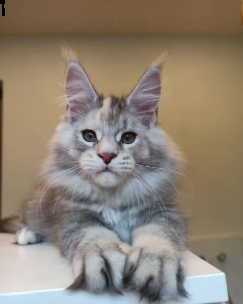 maine coon