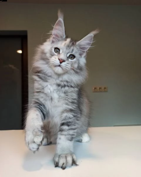maine coon | Foto 2