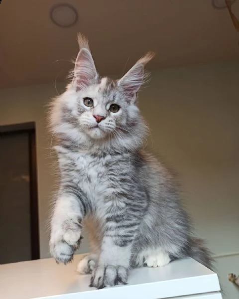 maine coon | Foto 1