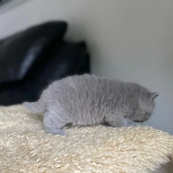 british shorthair | Foto 0