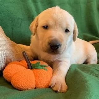 labrador | Foto 2