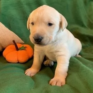 labrador | Foto 1