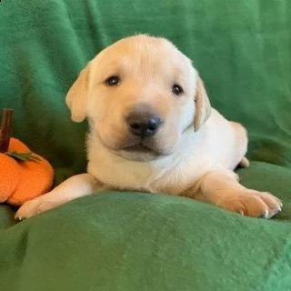 labrador | Foto 0