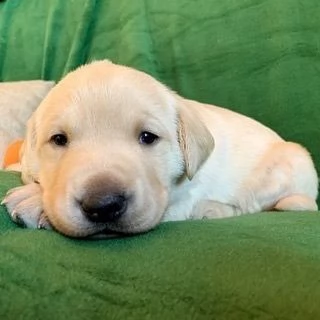 labrador