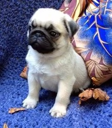 ciao, incontra il mio cucciolo in adozione