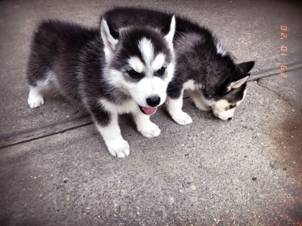 2 cuccioli di husky