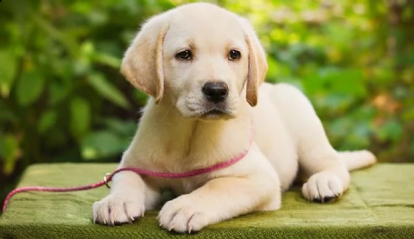 cuccioli di labrador retriever
