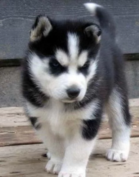cuccioli husky