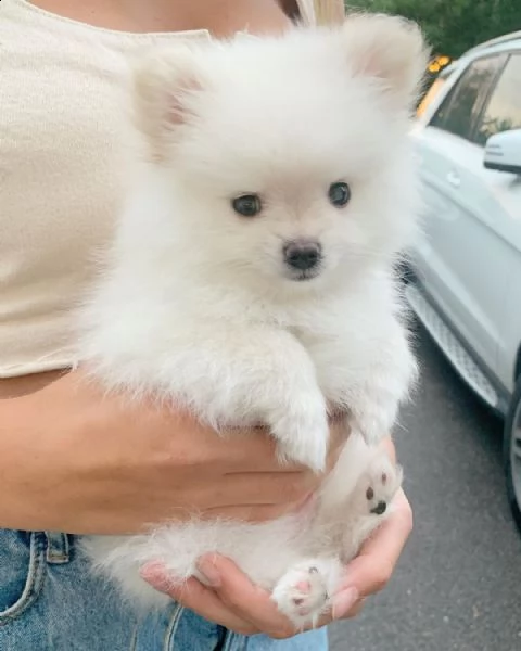 1 cucciolo di pomerania 3 mesi alla ricerca di una nuova casa, microchip e vaccinato, foto sempre ag
