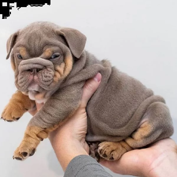 adorabili cuccioli bulldog inglesi in vendita. | Foto 0
