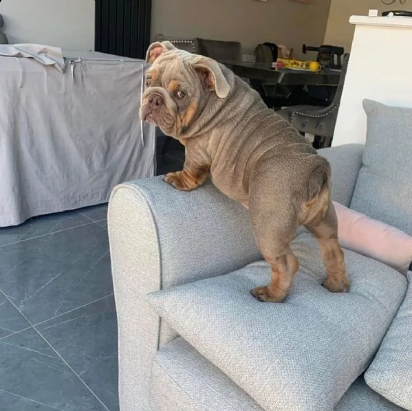 adorabili cuccioli bulldog inglesi in vendita.