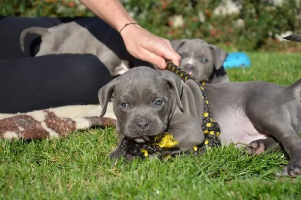 cuccioli di pitbull maschi e femmine