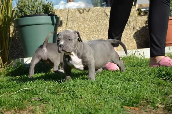 cuccioli di pitbull maschi e femmine | Foto 4