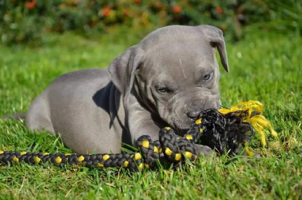 cuccioli di pitbull maschi e femmine | Foto 1