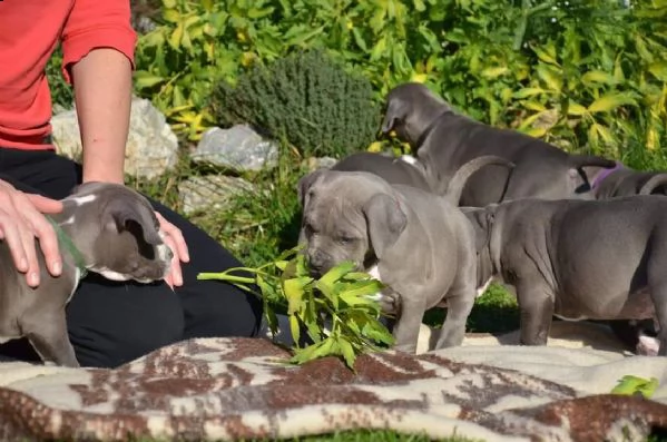 cuccioli di pitbull maschi e femmine | Foto 0