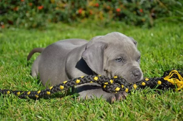 adorabili cuccioli di pitbull | Foto 2